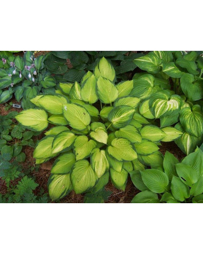 Хоста гібридна Голд Стандарт | Хоста гибридная Голд Стандарт | Hosta hybrida Gold Standard