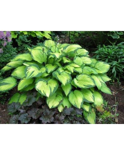 Хоста гібридна Голд Стандарт | Хоста гибридная Голд Стандарт | Hosta hybrida Gold Standard