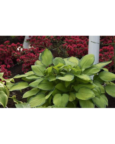 Хоста гібридна Голд Стандарт | Хоста гибридная Голд Стандарт | Hosta hybrida Gold Standard