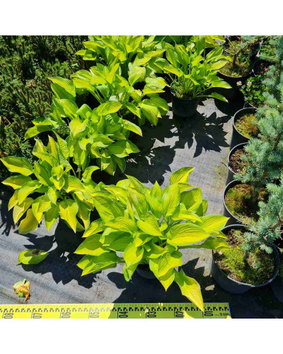 Хоста гібридна Голд Стандарт | Хоста гибридная Голд Стандарт | Hosta hybrida Gold Standard