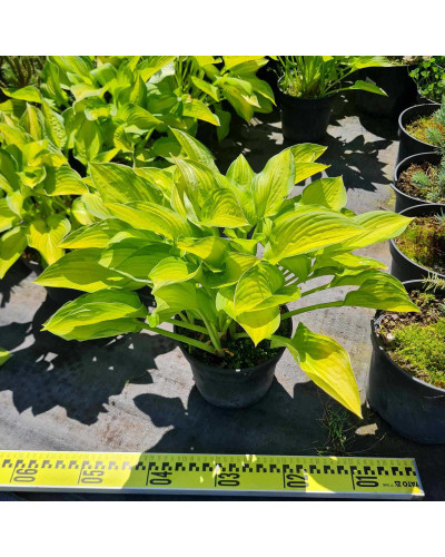 Хоста гібридна Голд Стандарт | Хоста гибридная Голд Стандарт | Hosta hybrida Gold Standard