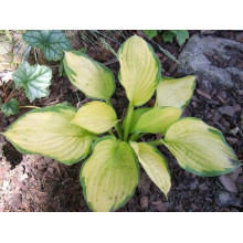 Хоста гібридна Голд Стандарт | Хоста гибридная Голд Стандарт | Hosta hybrida Gold Standard