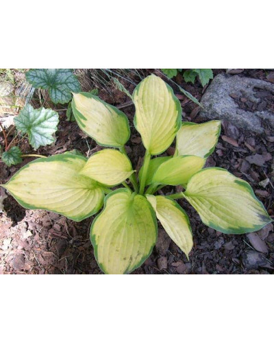 Хоста гібридна Голд Стандарт | Хоста гибридная Голд Стандарт | Hosta hybrida Gold Standard