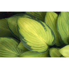 Хоста гібридна Голд Стандарт | Хоста гибридная Голд Стандарт | Hosta hybrida Gold Standard