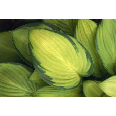 Хоста гібридна Голд Стандарт | Хоста гибридная Голд Стандарт | Hosta hybrida Gold Standard