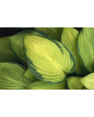 Хоста гібридна Голд Стандарт | Хоста гибридная Голд Стандарт | Hosta hybrida Gold Standard