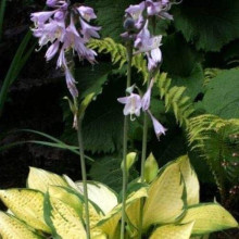 Хоста гібридна Голд Стандарт | Хоста гибридная Голд Стандарт | Hosta hybrida Gold Standard