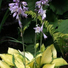 Хоста гібридна Голд Стандарт | Хоста гибридная Голд Стандарт | Hosta hybrida Gold Standard