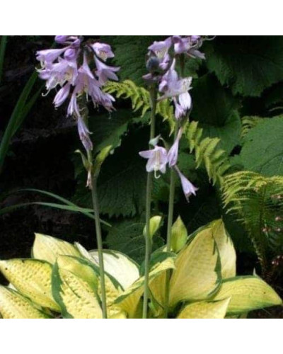 Хоста гібридна Голд Стандарт | Хоста гибридная Голд Стандарт | Hosta hybrida Gold Standard