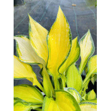 Хоста гібридна Голд Стандарт | Хоста гибридная Голд Стандарт | Hosta hybrida Gold Standard