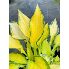 Хоста гібридна Голд Стандарт | Хоста гибридная Голд Стандарт | Hosta hybrida Gold Standard