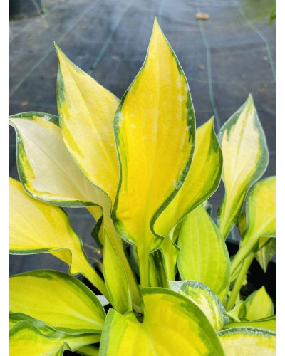 Хоста гібридна Голд Стандарт | Хоста гибридная Голд Стандарт | Hosta hybrida Gold Standard