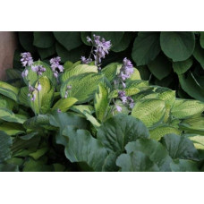 Хоста гібридна Голд Стандарт | Хоста гибридная Голд Стандарт | Hosta hybrida Gold Standard