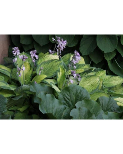 Хоста гібридна Голд Стандарт | Хоста гибридная Голд Стандарт | Hosta hybrida Gold Standard
