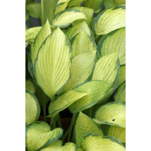Хоста гібридна Голд Стандарт | Хоста гибридная Голд Стандарт | Hosta hybrida Gold Standard