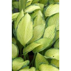 Хоста гібридна Голд Стандарт | Хоста гибридная Голд Стандарт | Hosta hybrida Gold Standard