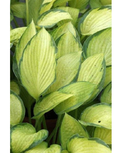 Хоста гібридна Голд Стандарт | Хоста гибридная Голд Стандарт | Hosta hybrida Gold Standard