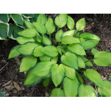 Хоста гібридна Голд Стандарт | Хоста гибридная Голд Стандарт | Hosta hybrida Gold Standard
