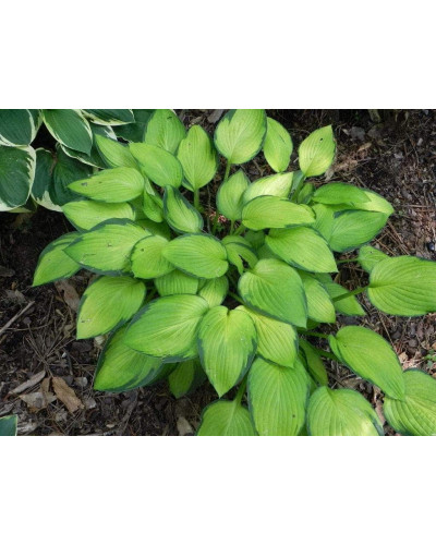 Хоста гібридна Голд Стандарт | Хоста гибридная Голд Стандарт | Hosta hybrida Gold Standard