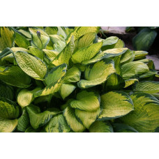 Хоста гібридна Голд Стандарт | Хоста гибридная Голд Стандарт | Hosta hybrida Gold Standard