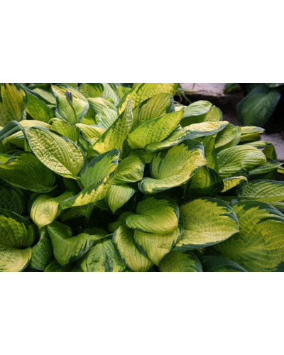 Хоста гібридна Голд Стандарт | Хоста гибридная Голд Стандарт | Hosta hybrida Gold Standard