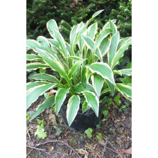 Хоста гібридна Стілетто | Хоста гибридная Стилетто | Hosta hybrida Stiletto