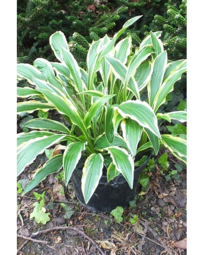 Хоста гібридна Стілетто | Хоста гибридная Стилетто | Hosta hybrida Stiletto