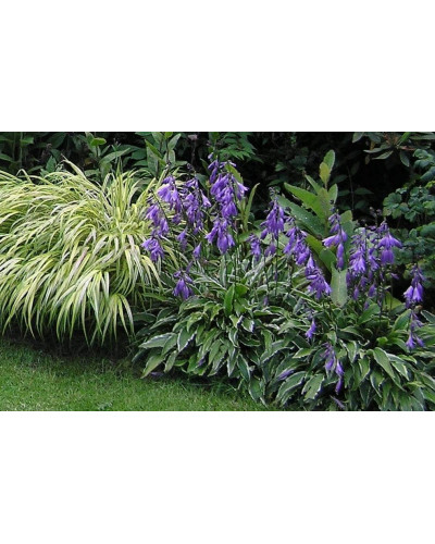 Хоста гібридна Стілетто | Хоста гибридная Стилетто | Hosta hybrida Stiletto