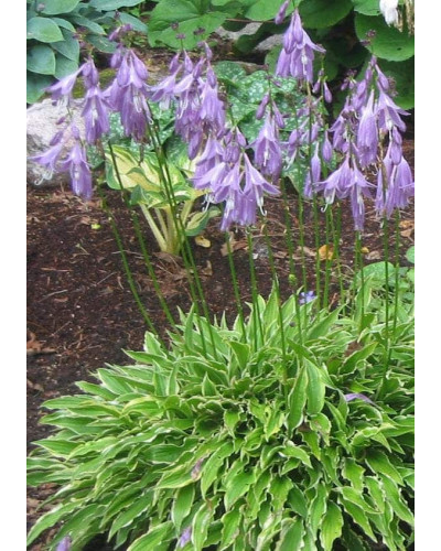 Хоста гібридна Стілетто | Хоста гибридная Стилетто | Hosta hybrida Stiletto