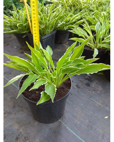 Хоста гібридна Стілетто | Хоста гибридная Стилетто | Hosta hybrida Stiletto