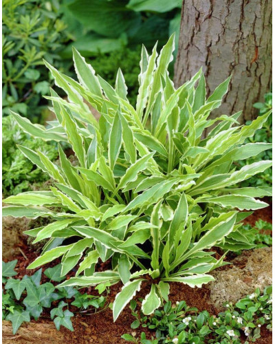 Хоста гібридна Стілетто | Хоста гибридная Стилетто | Hosta hybrida Stiletto