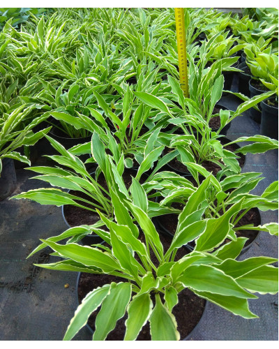 Хоста гібридна Стілетто | Хоста гибридная Стилетто | Hosta hybrida Stiletto