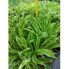 Хоста гібридна Стілетто | Хоста гибридная Стилетто | Hosta hybrida Stiletto