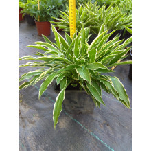 Хоста гібридна Стілетто | Хоста гибридная Стилетто | Hosta hybrida Stiletto