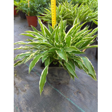 Хоста гібридна Стілетто | Хоста гибридная Стилетто | Hosta hybrida Stiletto