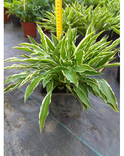 Хоста гібридна Стілетто | Хоста гибридная Стилетто | Hosta hybrida Stiletto