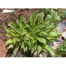 Хоста гібридна Стілетто | Хоста гибридная Стилетто | Hosta hybrida Stiletto