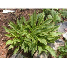 Хоста гібридна Стілетто | Хоста гибридная Стилетто | Hosta hybrida Stiletto