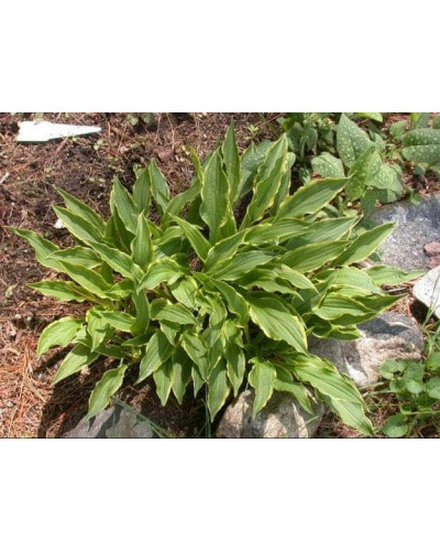 Хоста гібридна Стілетто | Хоста гибридная Стилетто | Hosta hybrida Stiletto