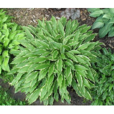 Хоста гібридна Стілетто | Хоста гибридная Стилетто | Hosta hybrida Stiletto