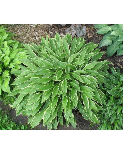 Хоста гібридна Стілетто | Хоста гибридная Стилетто | Hosta hybrida Stiletto