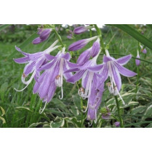 Хоста гібридна Стілетто | Хоста гибридная Стилетто | Hosta hybrida Stiletto