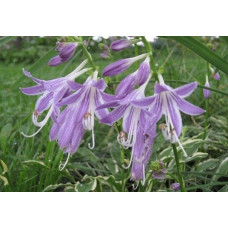 Хоста гібридна Стілетто | Хоста гибридная Стилетто | Hosta hybrida Stiletto