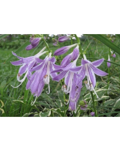 Хоста гібридна Стілетто | Хоста гибридная Стилетто | Hosta hybrida Stiletto