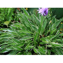 Хоста гібридна Стілетто | Хоста гибридная Стилетто | Hosta hybrida Stiletto