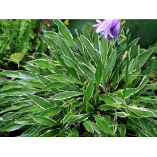 Хоста гібридна Стілетто | Хоста гибридная Стилетто | Hosta hybrida Stiletto