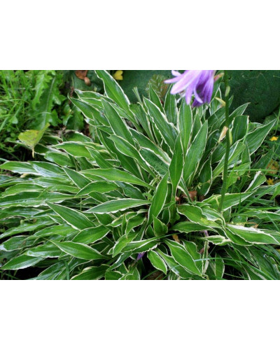Хоста гібридна Стілетто | Хоста гибридная Стилетто | Hosta hybrida Stiletto