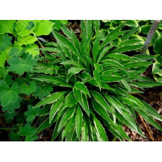 Хоста гібридна Стілетто | Хоста гибридная Стилетто | Hosta hybrida Stiletto