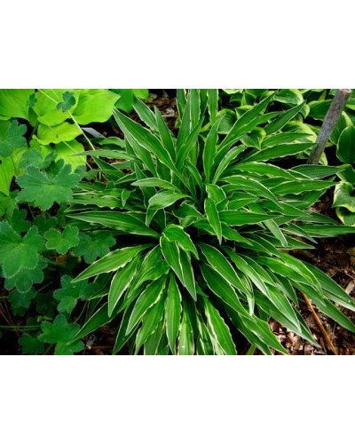 Хоста гібридна Стілетто | Хоста гибридная Стилетто | Hosta hybrida Stiletto