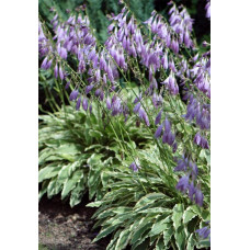 Хоста гібридна Стілетто | Хоста гибридная Стилетто | Hosta hybrida Stiletto